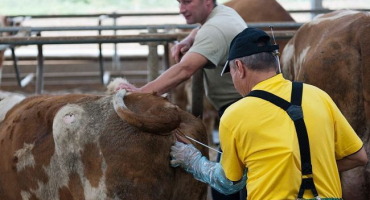 Techniky umělého oplodnění krav