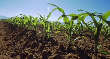 Technologie a rychlost setí kukuřice v otevřeném terénu: jak a kdy zasadit