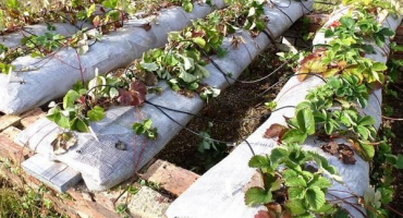 Technologie a pokyny krok za krokem pro pěstování jahod v pytlích