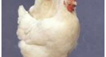 Technologie krmení brojlerů pro rychlý růst