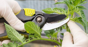 Technologie štípání rajčat v otevřené půdě