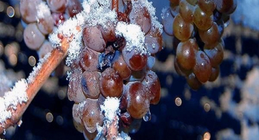 Technologie výroby vína ze zmrazených hroznů doma