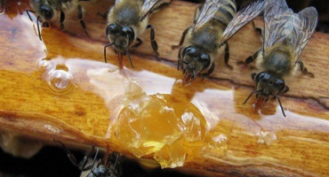 Technologie sezónního (jarního a podzimního) krmení včel