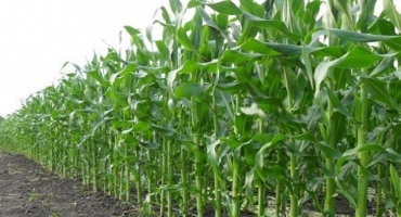 Technologie pěstování kukuřice na siláž, sklizeň, odrůdy a výnos