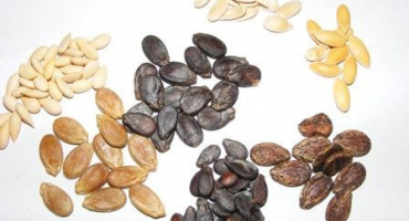 Technologie pěstování vodních melounů na volném poli, výběr půdy, tvorba a péče