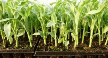 Technologie pěstování a péče o kukuřici na volném poli, agrotechnické podmínky