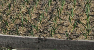 Technologie pro pěstování a péči o česnek zimní na volném prostranství