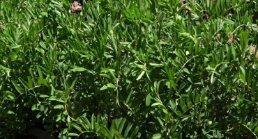 Pěstování čočky a technologie pěstování: jak a kde roste, její výnos