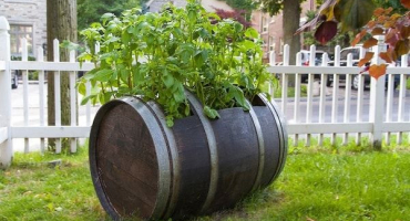 Technologie pěstování brambor v sudu, klady a zápory metody