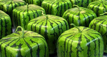 Udělej si sám technologie pro domácí pěstování hranatých melounů