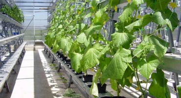 Technologie pěstování okurek v hydroponii doma