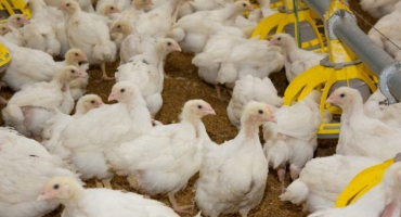 Teplotní rozsah pro brojlery