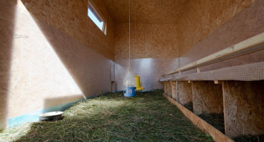 Teplá podestýlka pro kuřata v zimě: výběr nejlepší možnosti