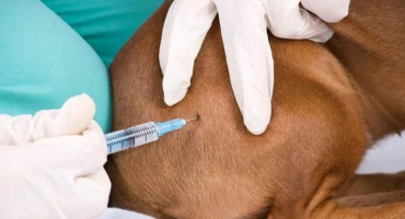 Tetravit: návod k použití ve veterinární medicíně