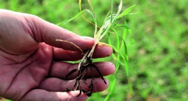 Typ kořenového systému pšenice a způsob jeho vzniku, strukturní znaky