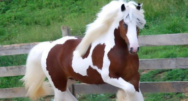 Těžká plemena koní