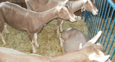 Plemeno toggenburgské kozy