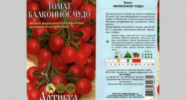 Balkonové zázračné rajče: pěstování na otevřeném poli a doma