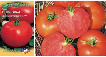 Rajče polorychlé f1 - nová volba, jasná chuť