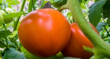 Rajčatově růžový vůdce