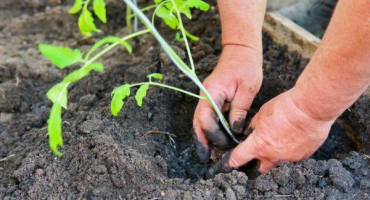 Odrůda rajčat auria