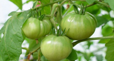 Odrůda hovězího čela rajčat