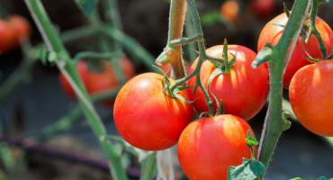 Odrůda rajčat tlustý loďař