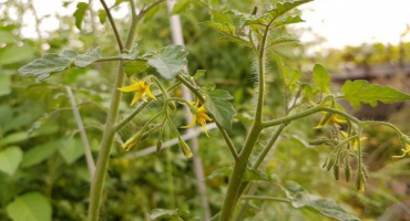 Rajčata astronaut vlci