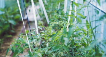 Červená karkulka rajčata