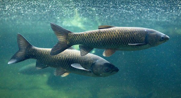 Jemnosti chovu a pěstování amura