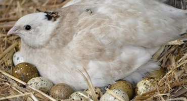 Jemnosti chovu křepelek