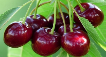 Top 10 jednoduchých receptů krok za krokem na výrobu třešňového želé na zimu