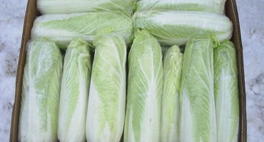 Top 10 instantních receptů na čínské zelí na zimu, jak skladovat přířezy
