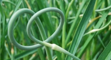 Top 10 receptů na nakládané česnekové šípky na zimu, s domácí sterilizací i bez ní