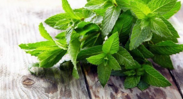 Top 10 receptů na přípravu polotovarů z máty a meduňky na zimu