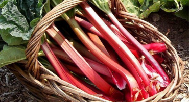 Top 10 odrůd rebarbory ​​pro pěstování na osobním pozemku