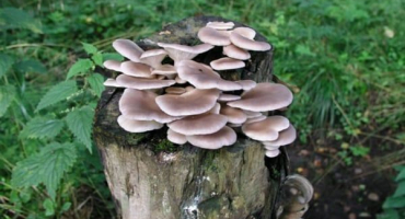 Top 10 chutných receptů, jak si doma vyrobit nakládanou hlívu ústřičnou na zimu