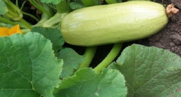 Top 12 chutných receptů na výrobu cuketových přesnídávek na zimu