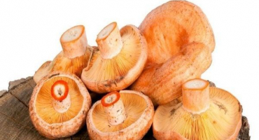 Top 15 receptů na vaření hub na zimu za tepla i za studena, se sterilizací i bez ní