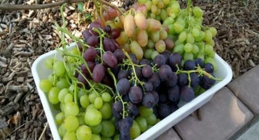 Top 2 recepty na konzervované hrozny v sirupu na zimu