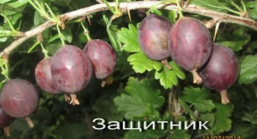 Top 20 nejlepších odrůd angreštu pro sibiř a ural s popisem