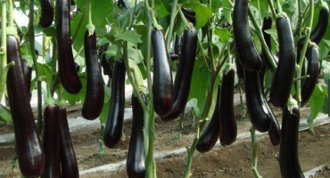 Top 20 odrůd lilku pro sibiř