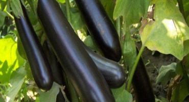 Top 20 odrůd lilku pro pěstování v moskevské oblasti