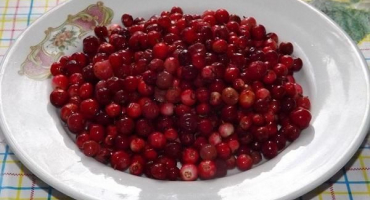 Top 3 recepty na mražené brusinky na zimu doma