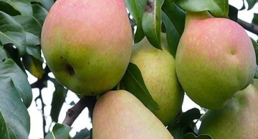 Top 4 jednoduché recepty na výrobu sušených hrušek doma