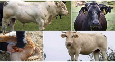 Top 4 způsoby, jak kastrovat býky a v jakém věku provést