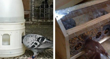 Top 4 druhy krmítek pro holuby, materiály a jak na to sami