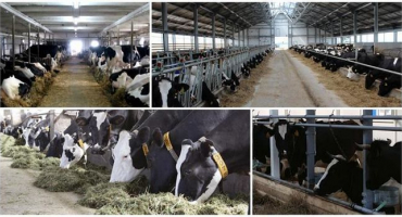 Top 5 výrobců krmných přísad pro skot a návod k použití