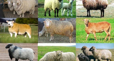 Top 5 dojných plemen ovcí a jejich hlavní ukazatele, vývoj průmyslu v rusku
