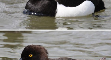 Top 5 plemen chocholatých kachen a jejich popis, klady a zápory a pravidla chovu